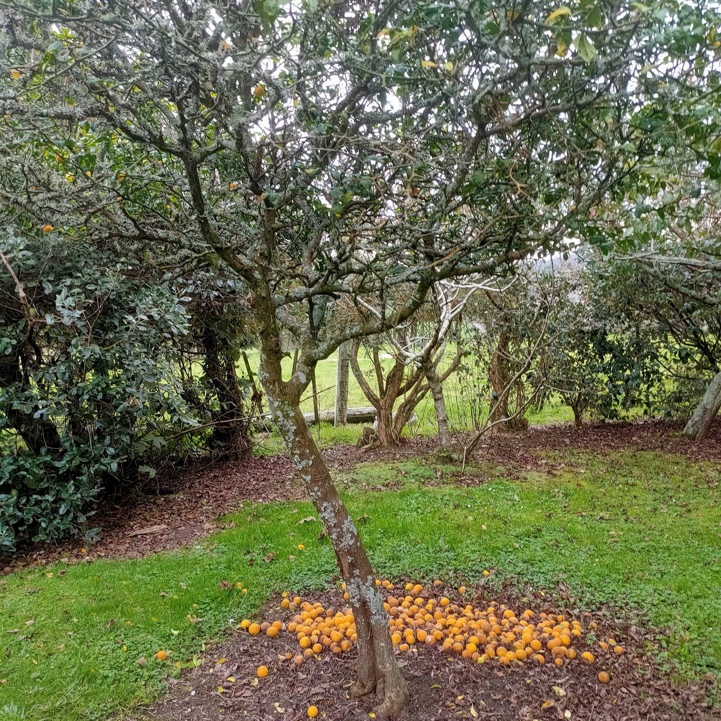 Citrus trifoliata (Japanese Bitter Orange, Karatachi)