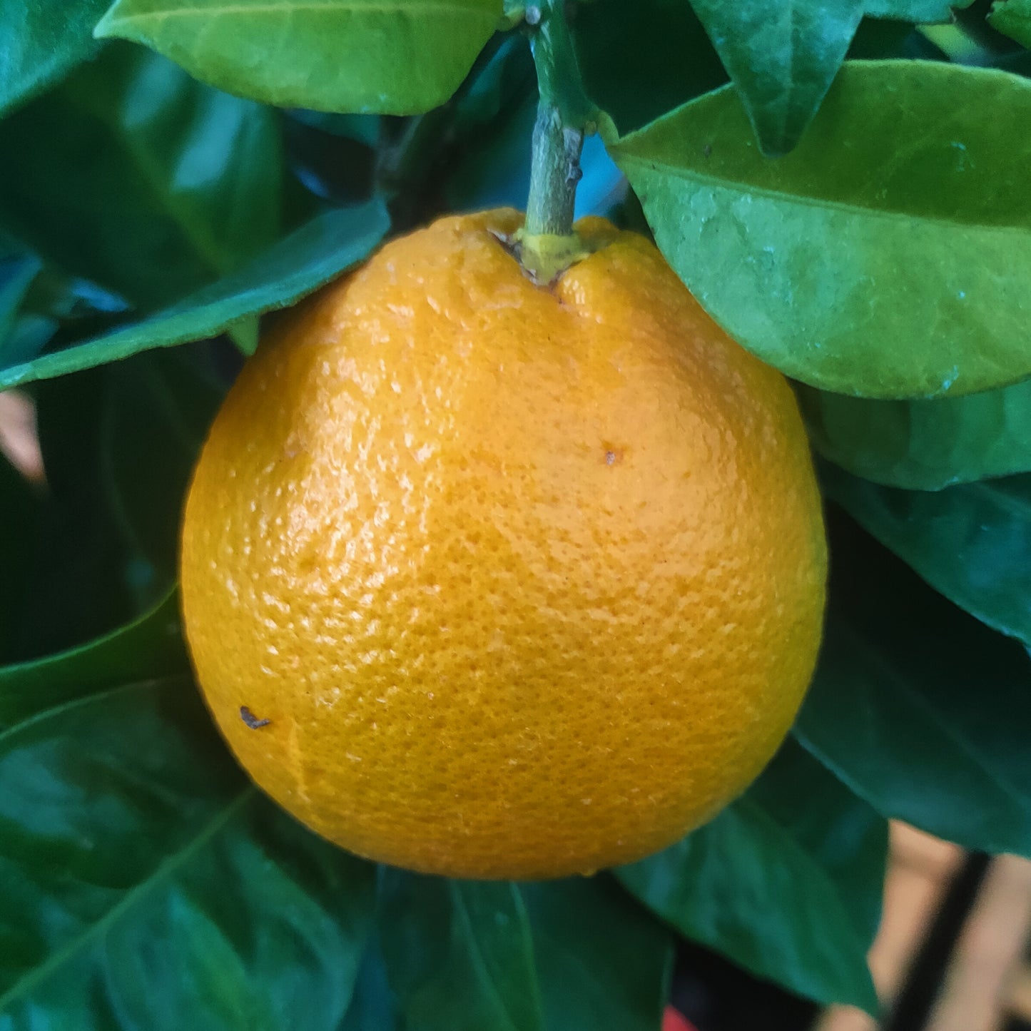 Citrus Γ sinensis 'Navelina' (Orange)