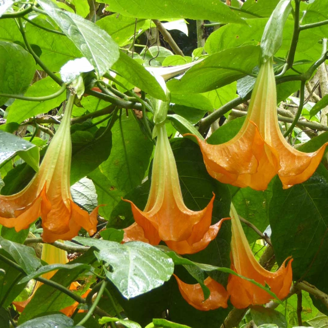 Brugmansia x cubensis 'Andy' (Angel's Trumpet) S011