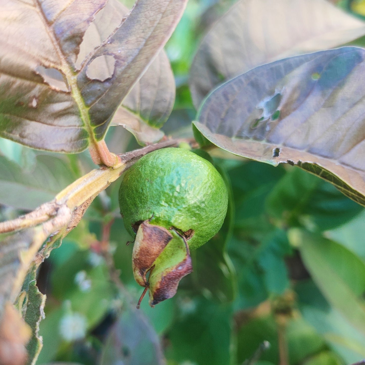 Psidium guajava 'Tropical Nectar' (Guava)