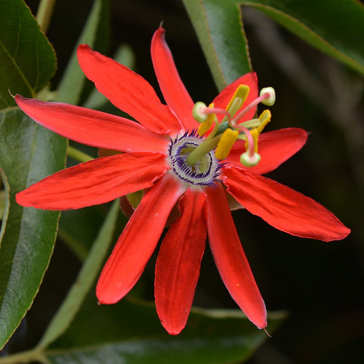 Passiflora manicata (Red Passion Flower) S020
