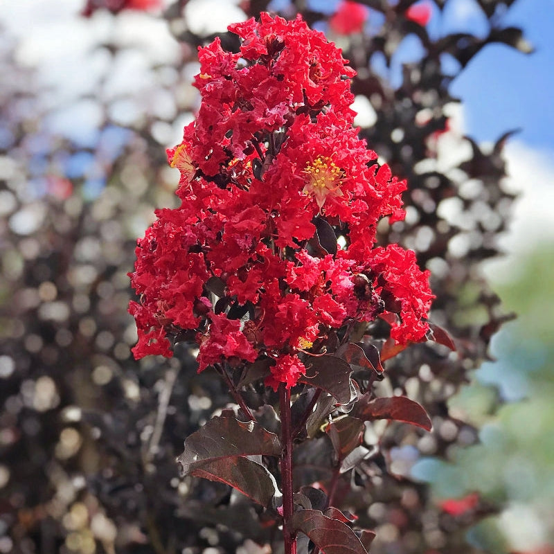 Lagerstroemia indica 'Crimson Red' (Crepe Myrtle) PVR Pikirangi Online Garden Centre