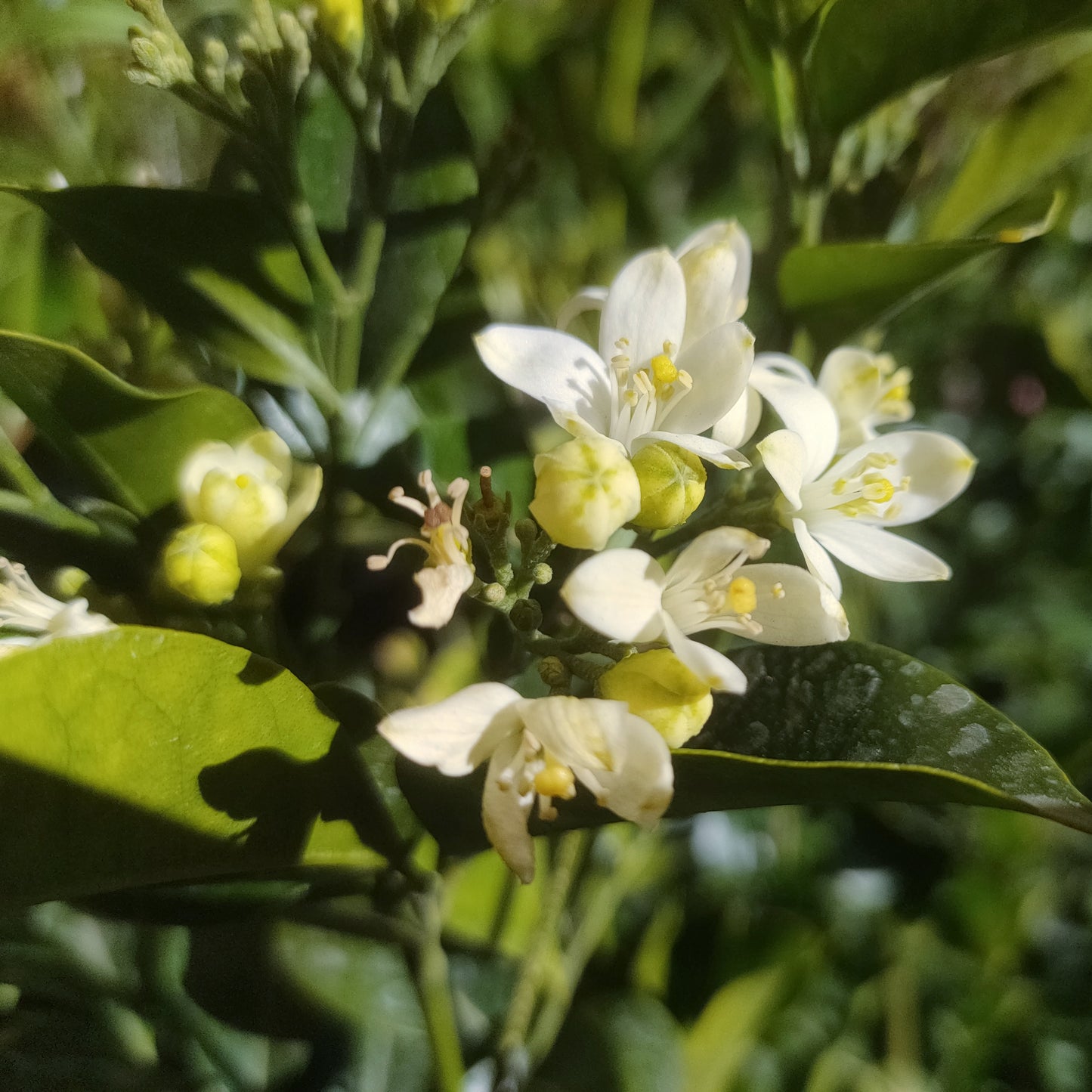 Murraya paniculata (Orange Jessamine)