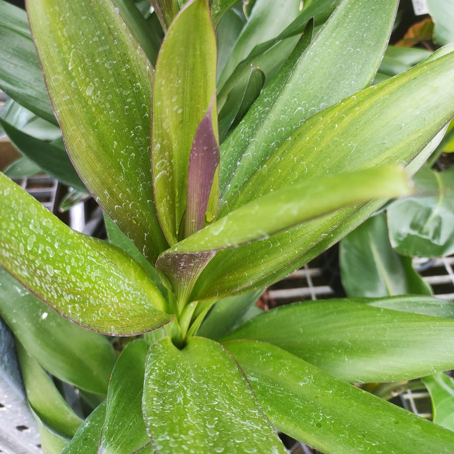 Cordyline sellowiana 'Show Off' Pikirangi Online Garden Centre