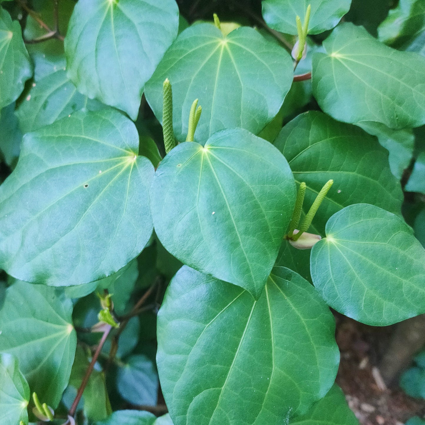 Piper excelsum (Kawakawa) Pikirangi Online Garden Centre