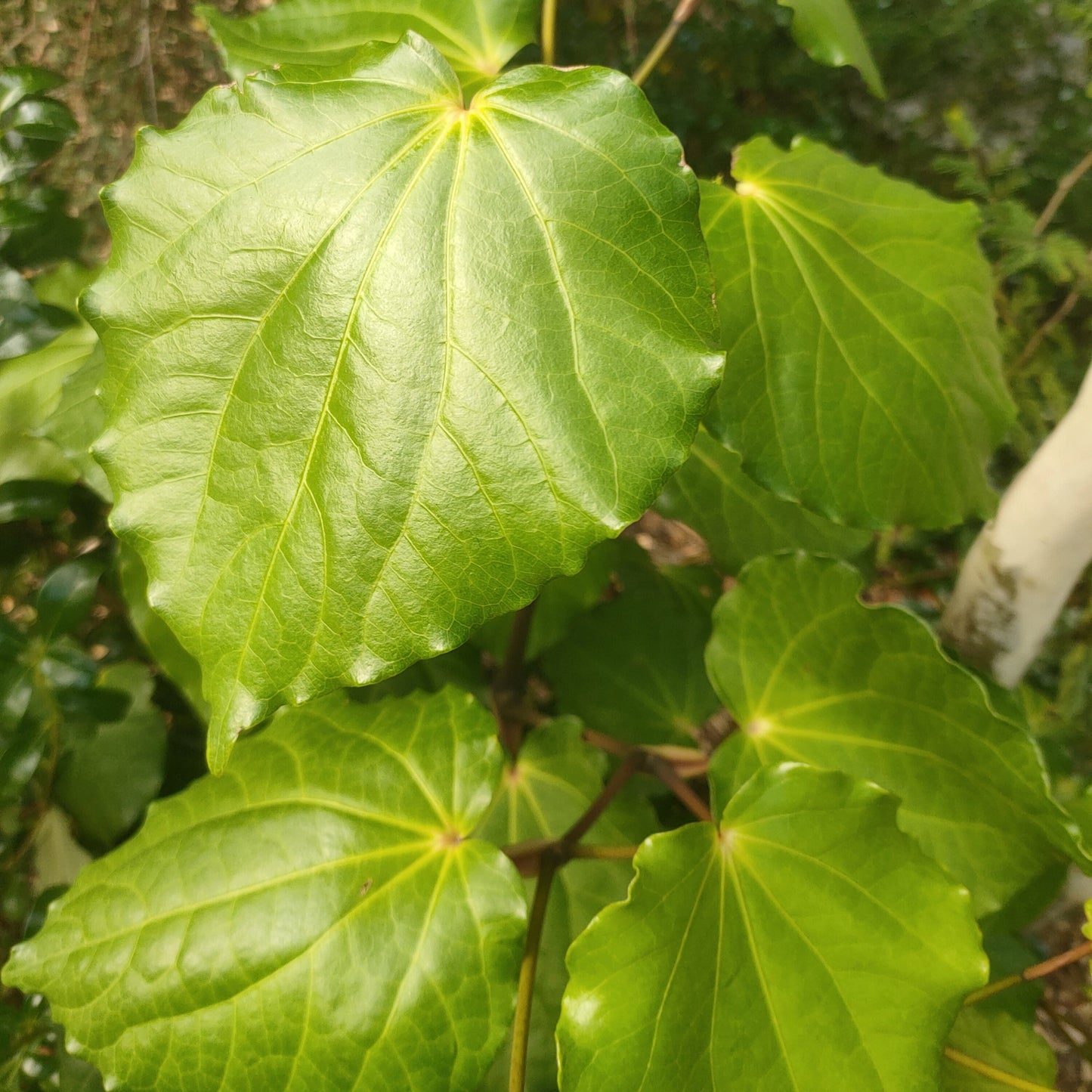 Piper excelsum ssp. psittacorum (Kawakawa) Pikirangi Online Garden Centre