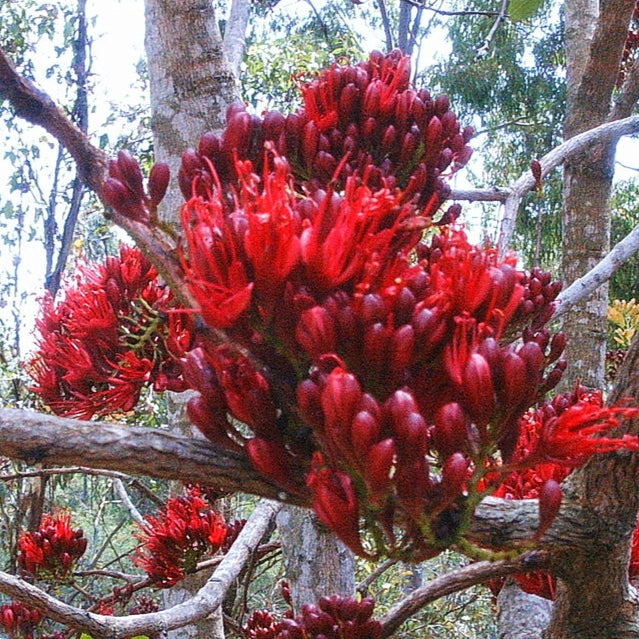 Schotia brachypetala (African Walnut) Pikirangi Online Garden Centre