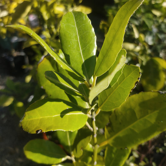 Hedycarya arborea (Pigeonwood, Porokaiwhiri, Poporokaiwhiri)