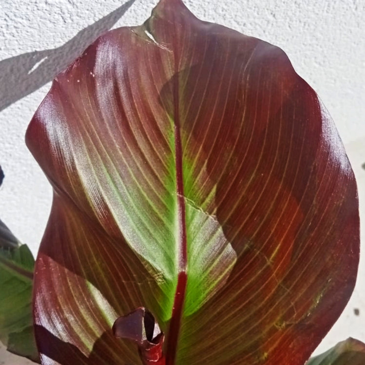 Ensete ventricosum 'Maurelii' (Red Abyssinian Banana) Pikirangi