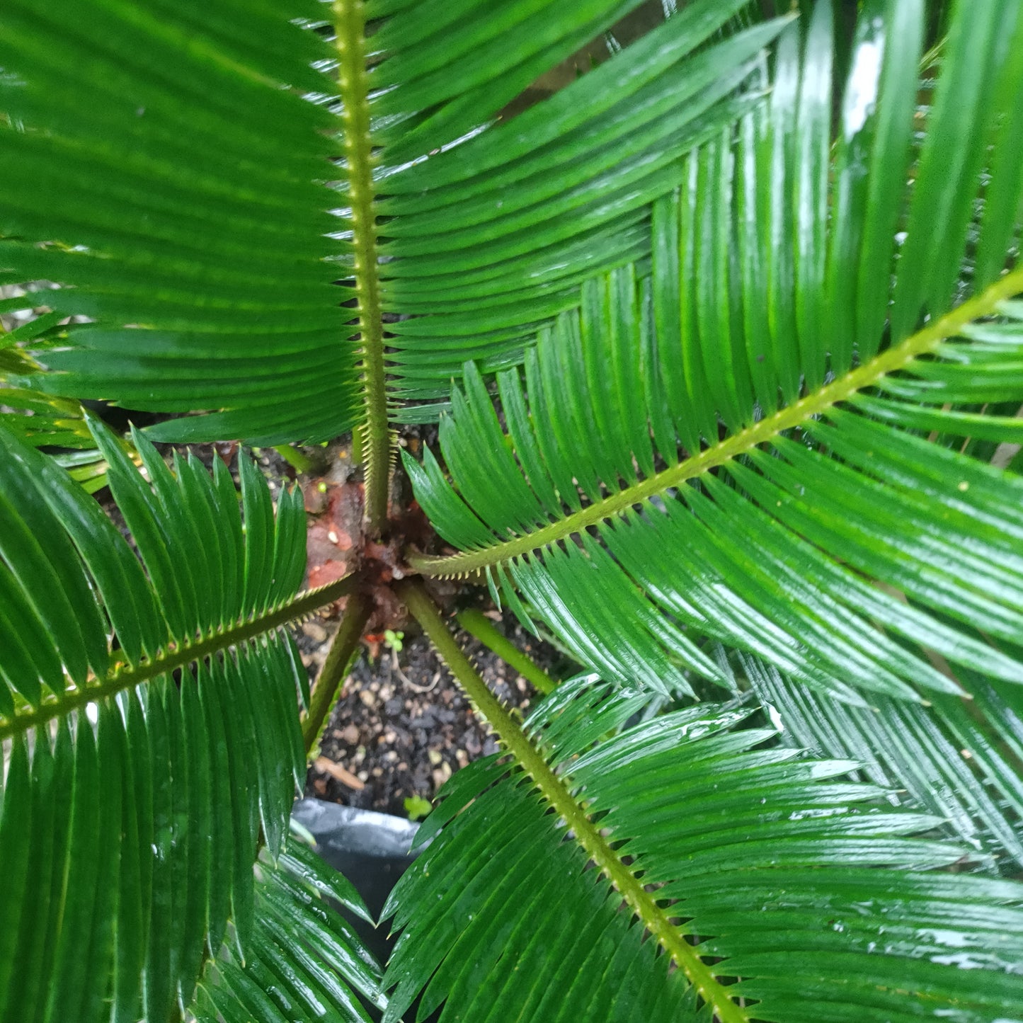 Cycas revoluta (Sago Palm)