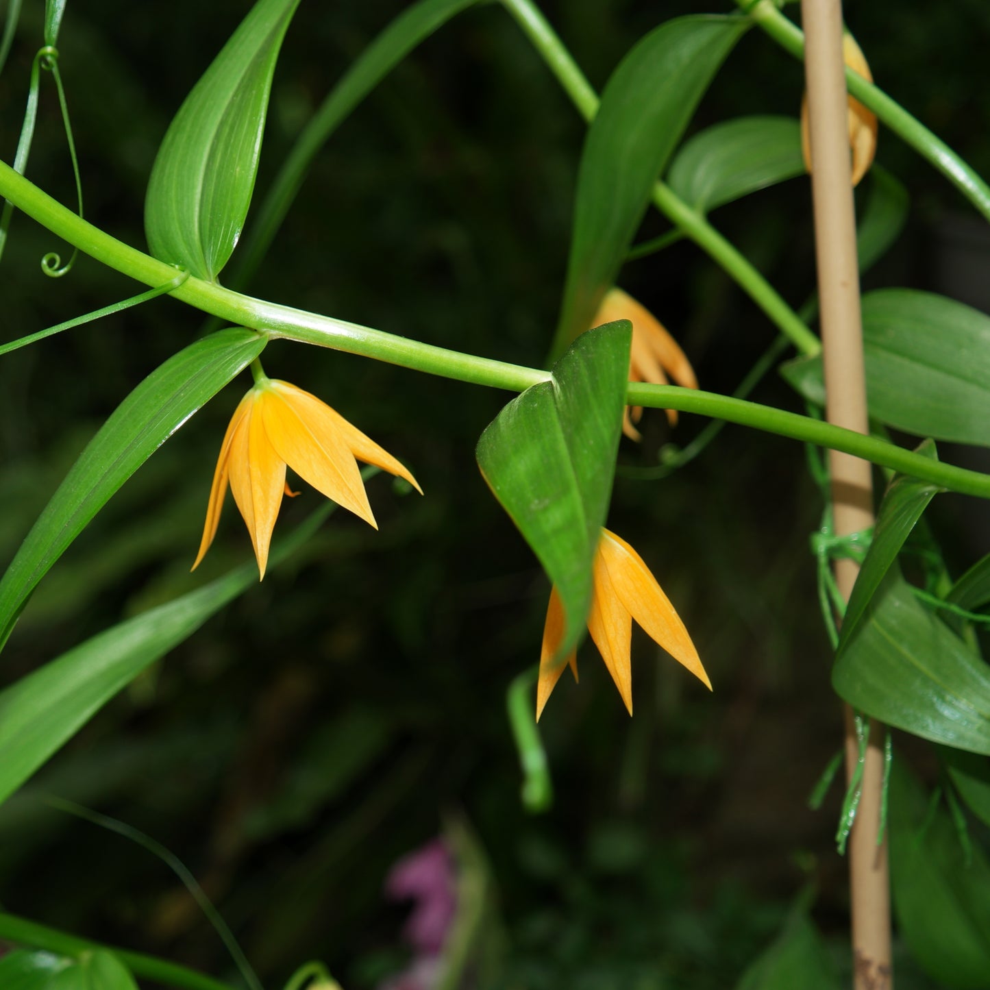 Uvularia grandiflora (Large-flowered Bellwort)
