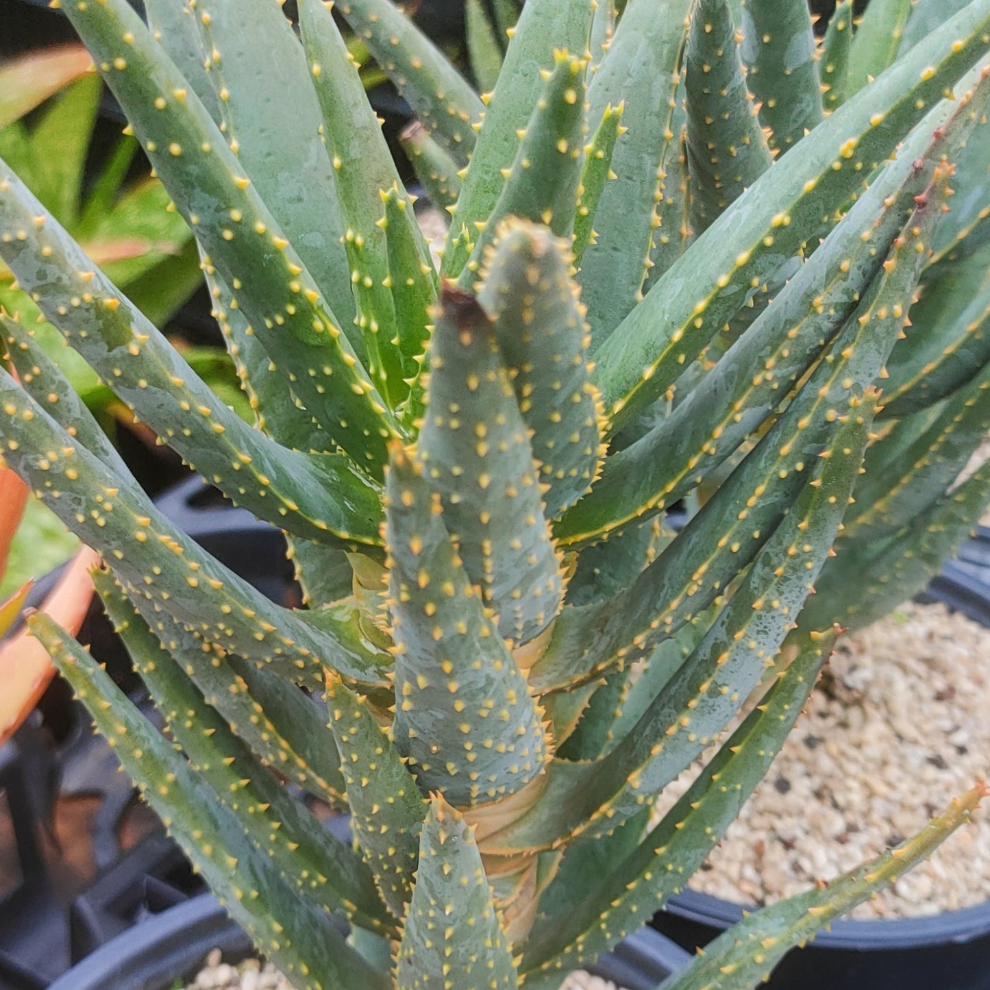 Aloidendron dichotomum (Quiver Tree) Pikirangi Online Garden Centre