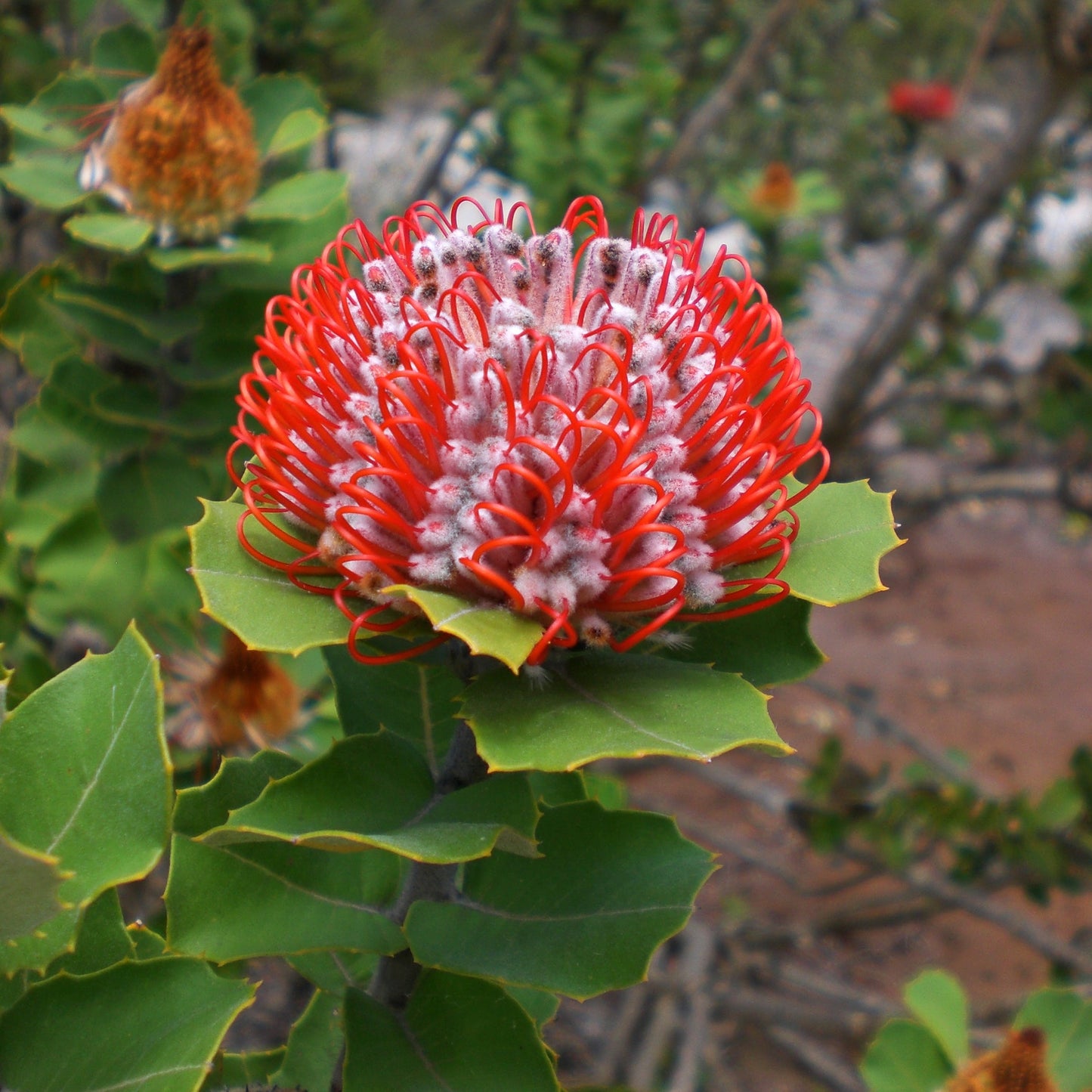 Banksia coccinea (Scarlet Banksia) S006