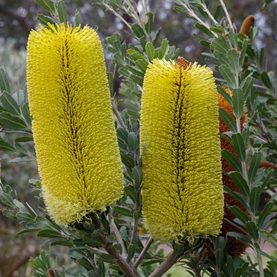 Banksia praemorsa 'Yellow' (Cut-Leaf Banksia) S006
