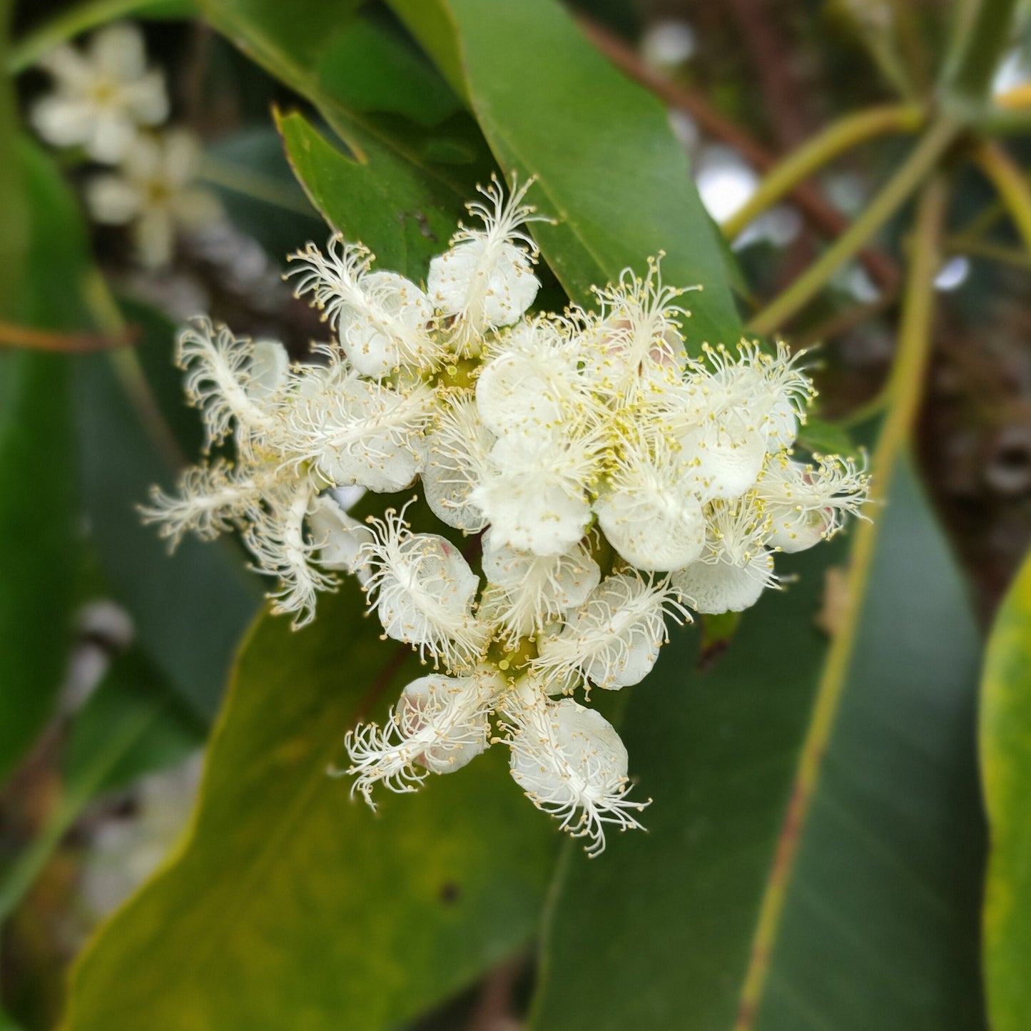 Lophostemon confertus (Brush Box) Pikirangi Online Garden Centre