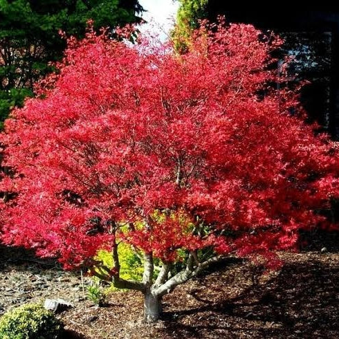 Acer palmatum 'Beni Komachi' (Japanese Maple) Pikirangi Online Garden Centre