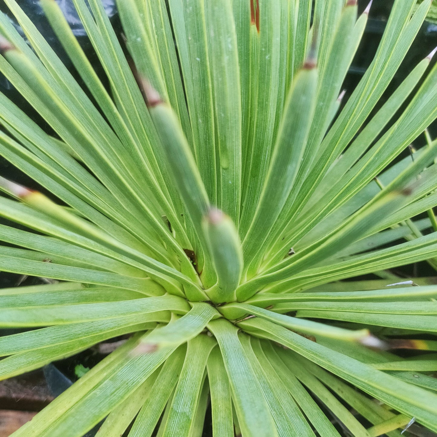 Agave stricta (Hedgehog Agave) Pikirangi Online Garden Centre