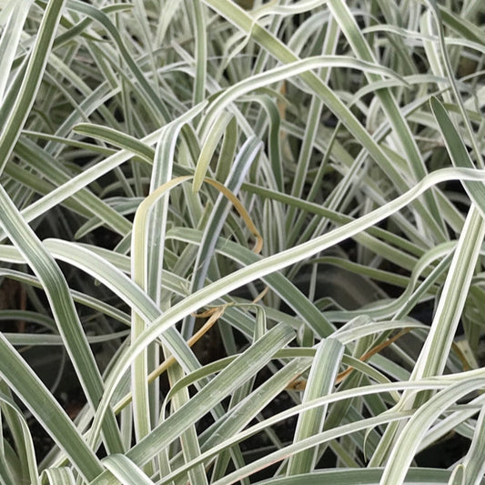 Tulbaghia violacea 'Tricolor' (Variegated Society Garlic)