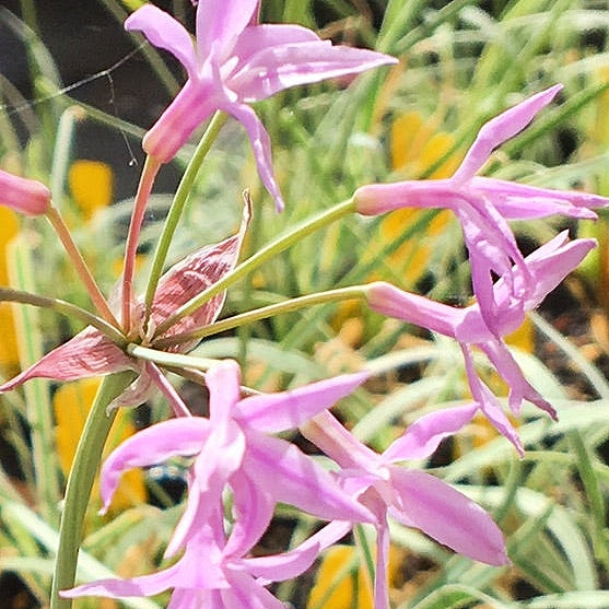Tulbaghia violacea 'Tricolor' (Variegated Society Garlic)