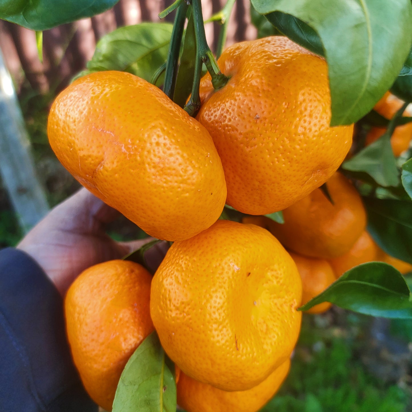 Citrus reticulata 'Kawano' (Mandarin) Dwarf