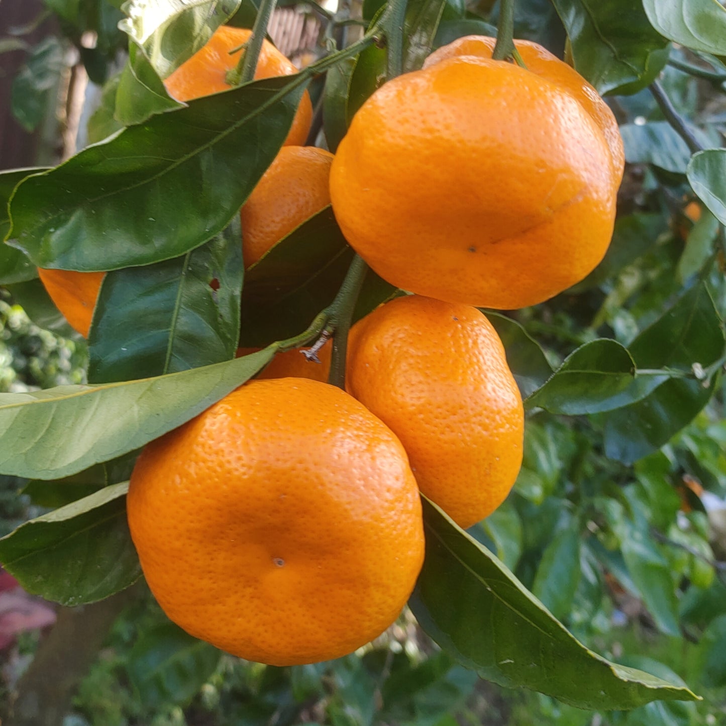Citrus reticulata 'Kawano' (Mandarin) Dwarf