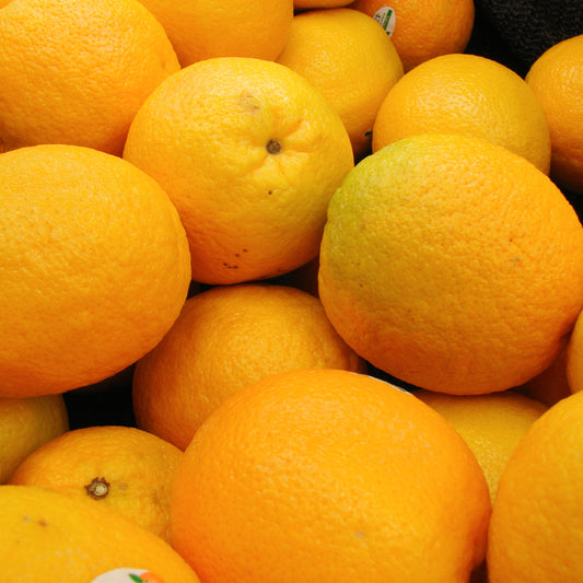 Citrus x sinensis 'Valencia' (Orange)