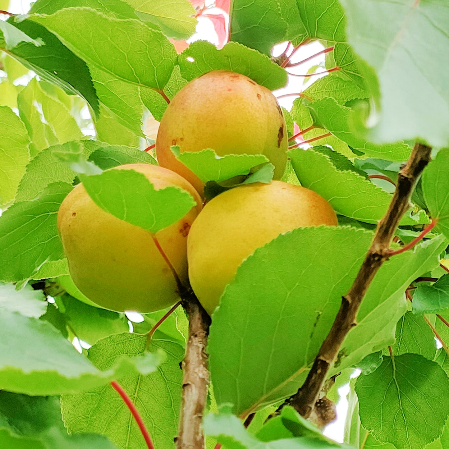 Prunus 'Sundrop' (Apricot)