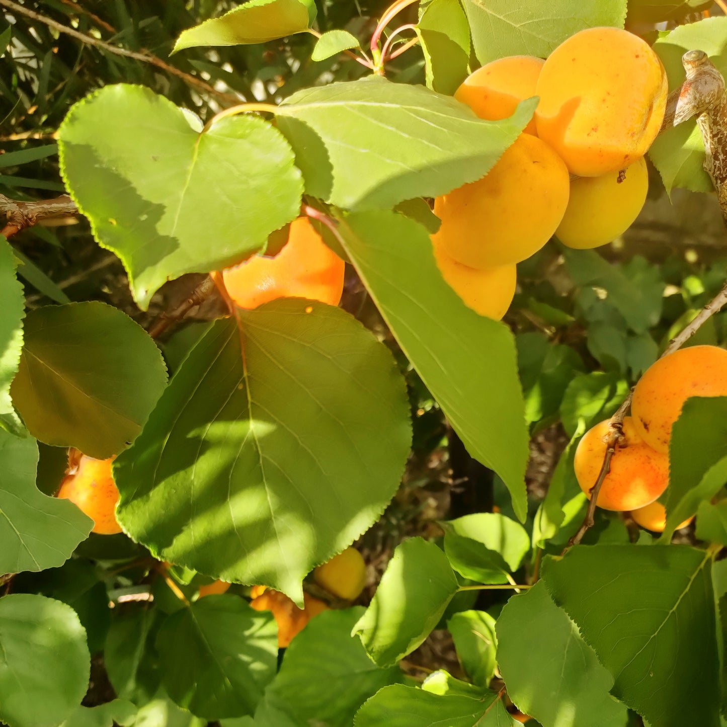 Prunus 'Fitzroy' (Apricot)