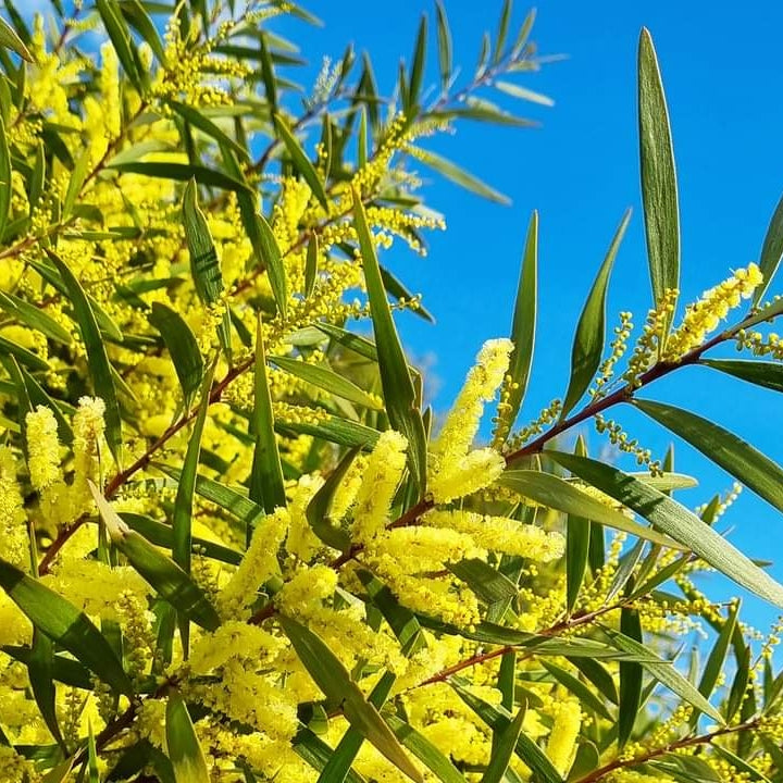 Acacia floribunda (Sally Wattle, Gossamer Wattle) Pikirangi Online Garden Centre