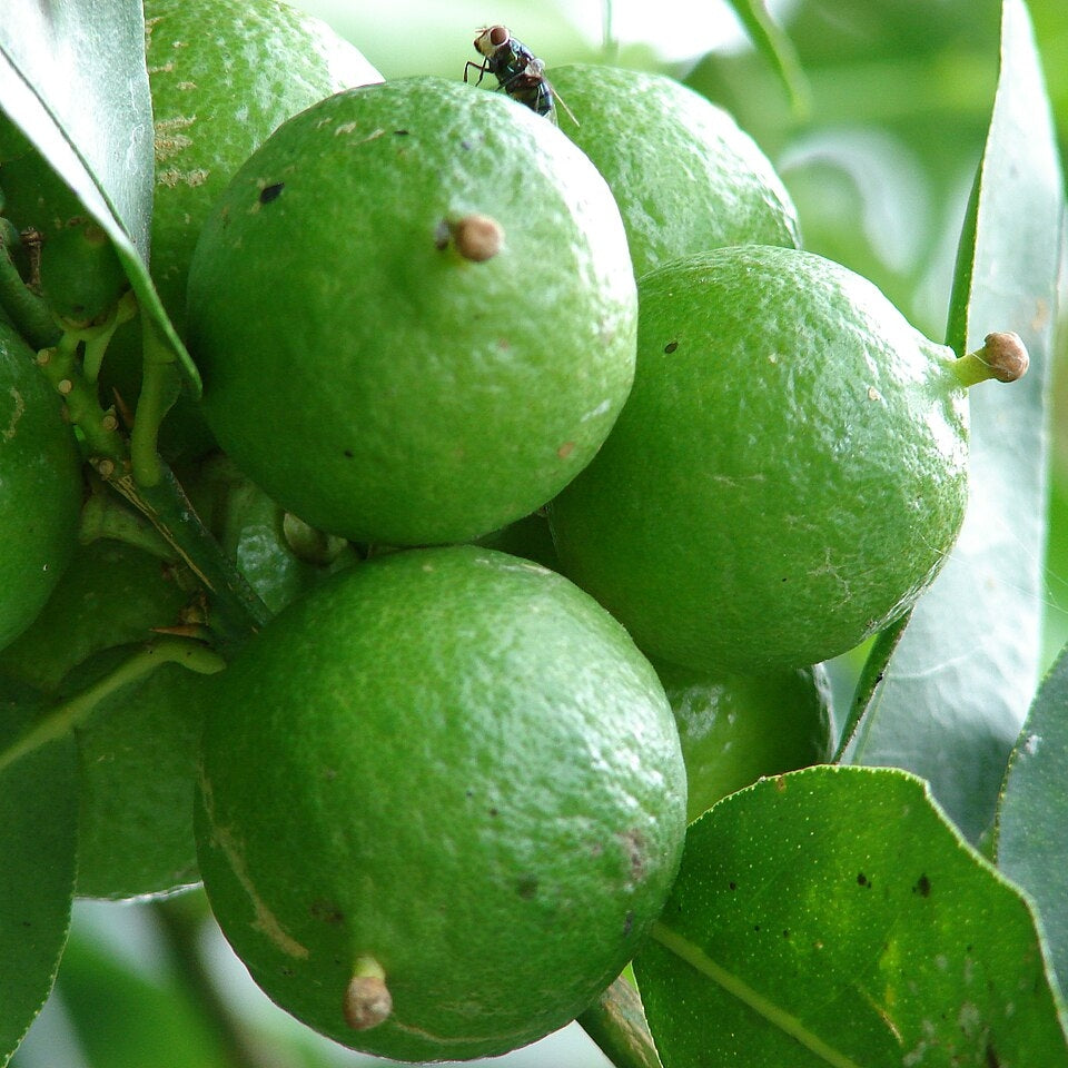 Citrus x aurantiifolia (Key Lime, Sublime)