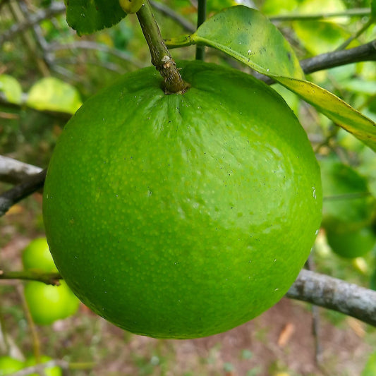 Citrus x aurantiifolia (Key Lime, Sublime)