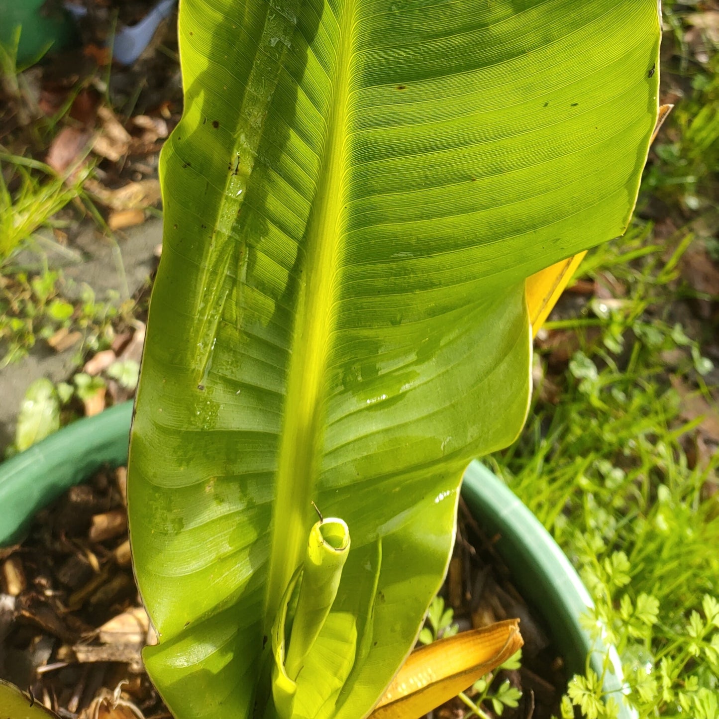 Ensete ventricosum 'Whāiti' (Ethiopian Banana, Abyssinian Banana) Pikirangi