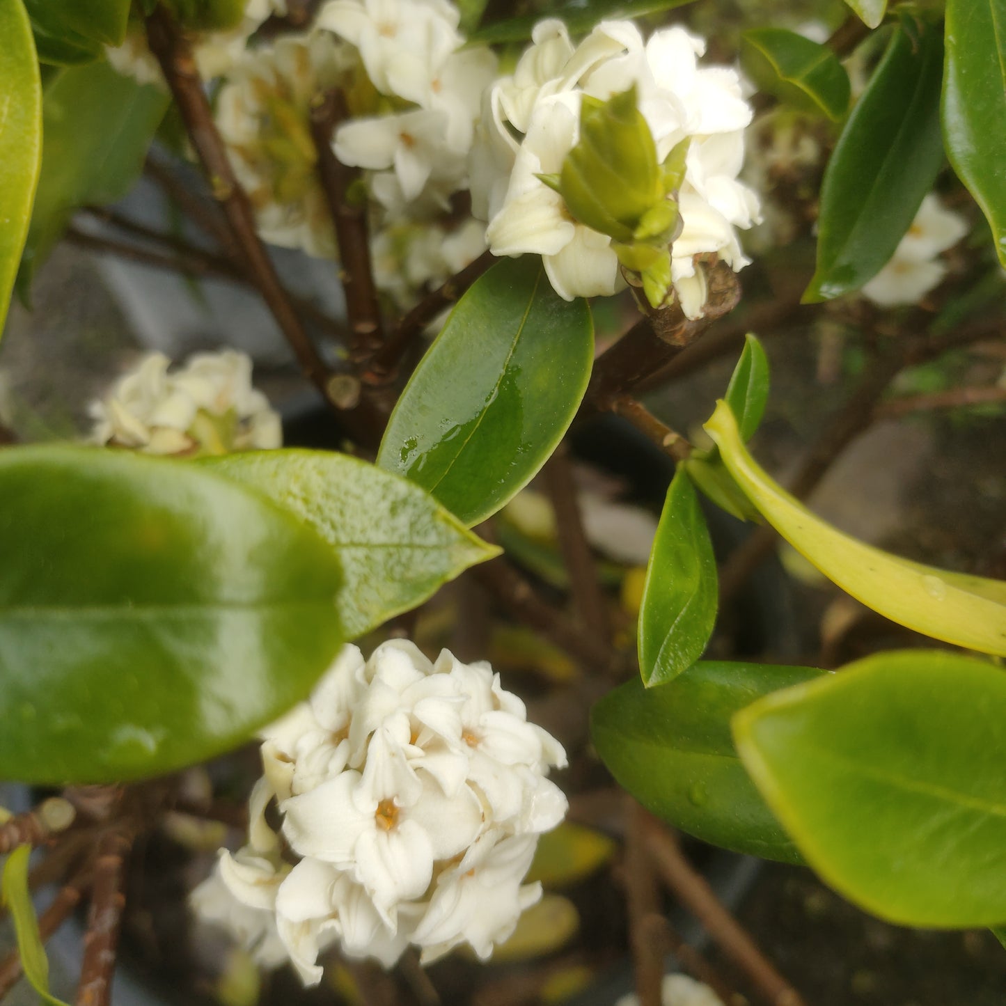 Daphne odora 'Alba' (Winter Daphne)
