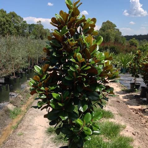 Magnolia grandiflora 'Teddy Bear' (Southern Magnolia)