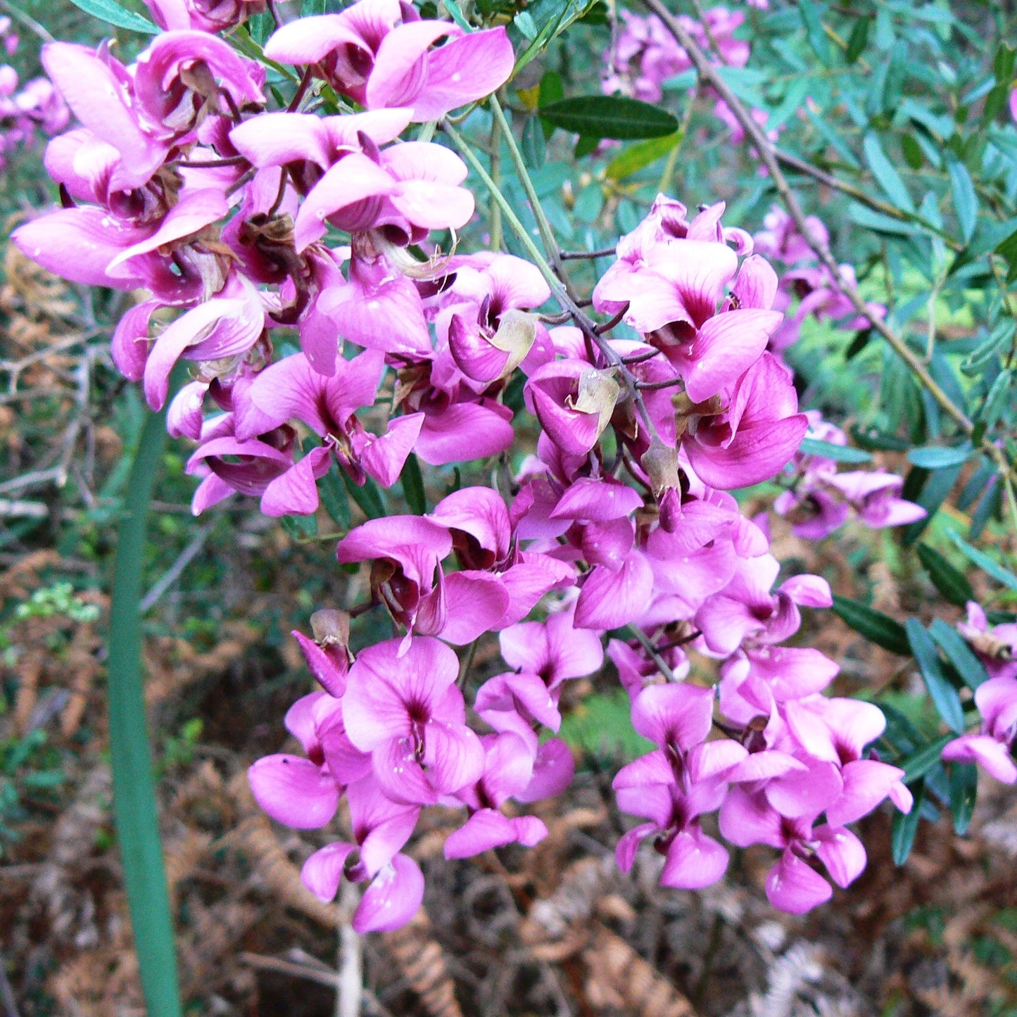 Virgilia divaricata (Pink Blossom Tree, Keurboom) Pikirangi Online Garden Centre