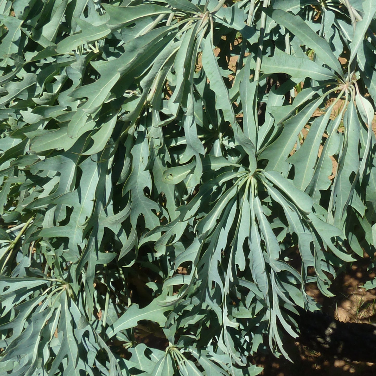 Cussonia paniculata (African Cabbage Tree, Kiepersol)