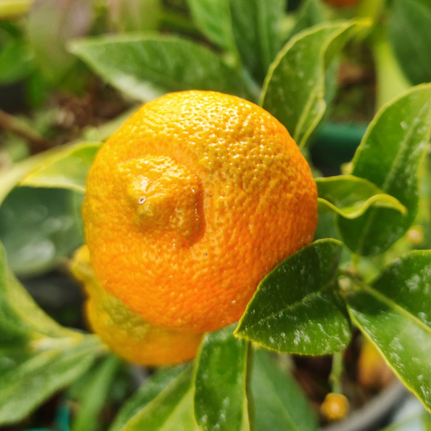 Citrus x limonia (Rangpur Lime)