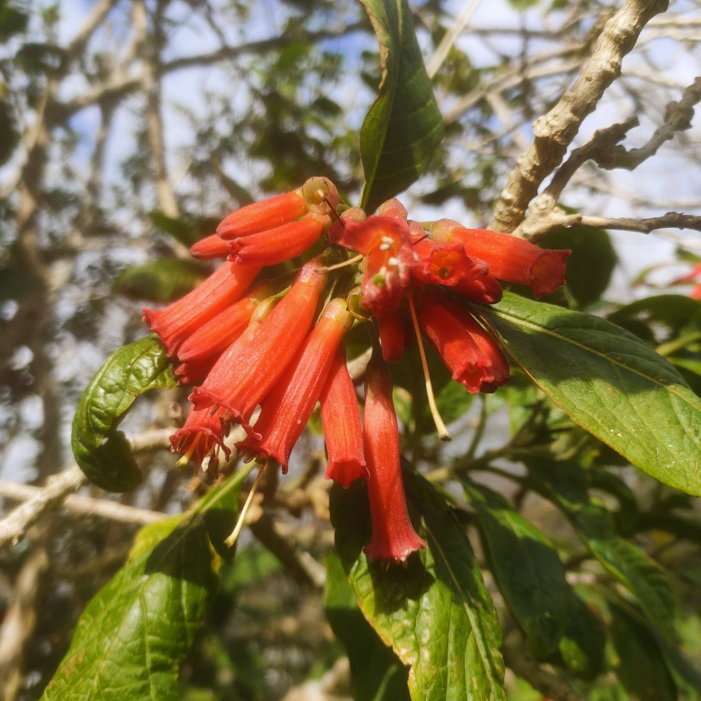 Iochroma fuchsioides Pikirangi