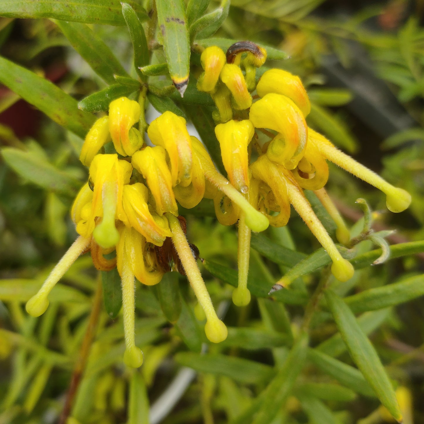 Grevillea 'Gold Rush' (Spider Flower)