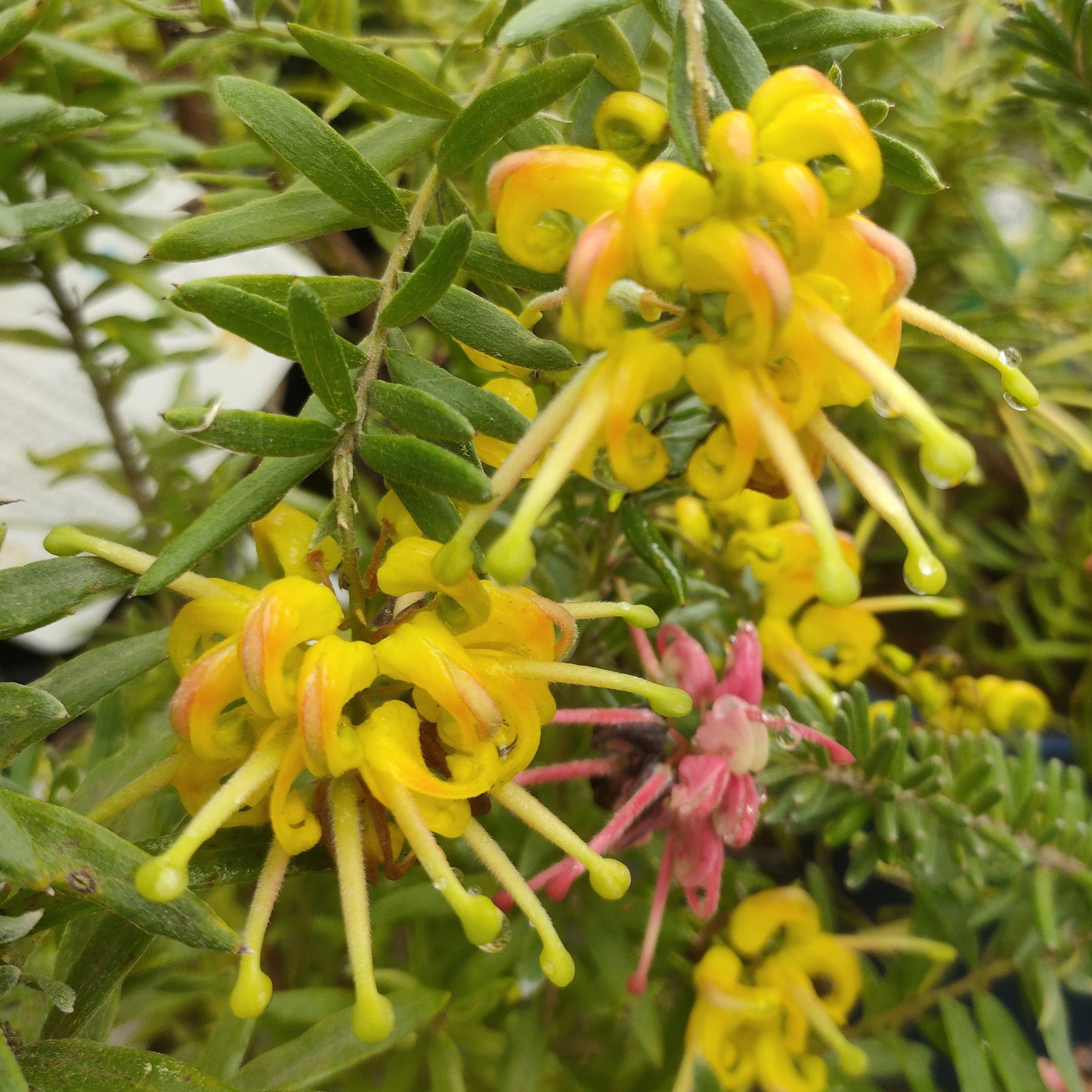 Grevillea 'Gold Rush' (Spider Flower)