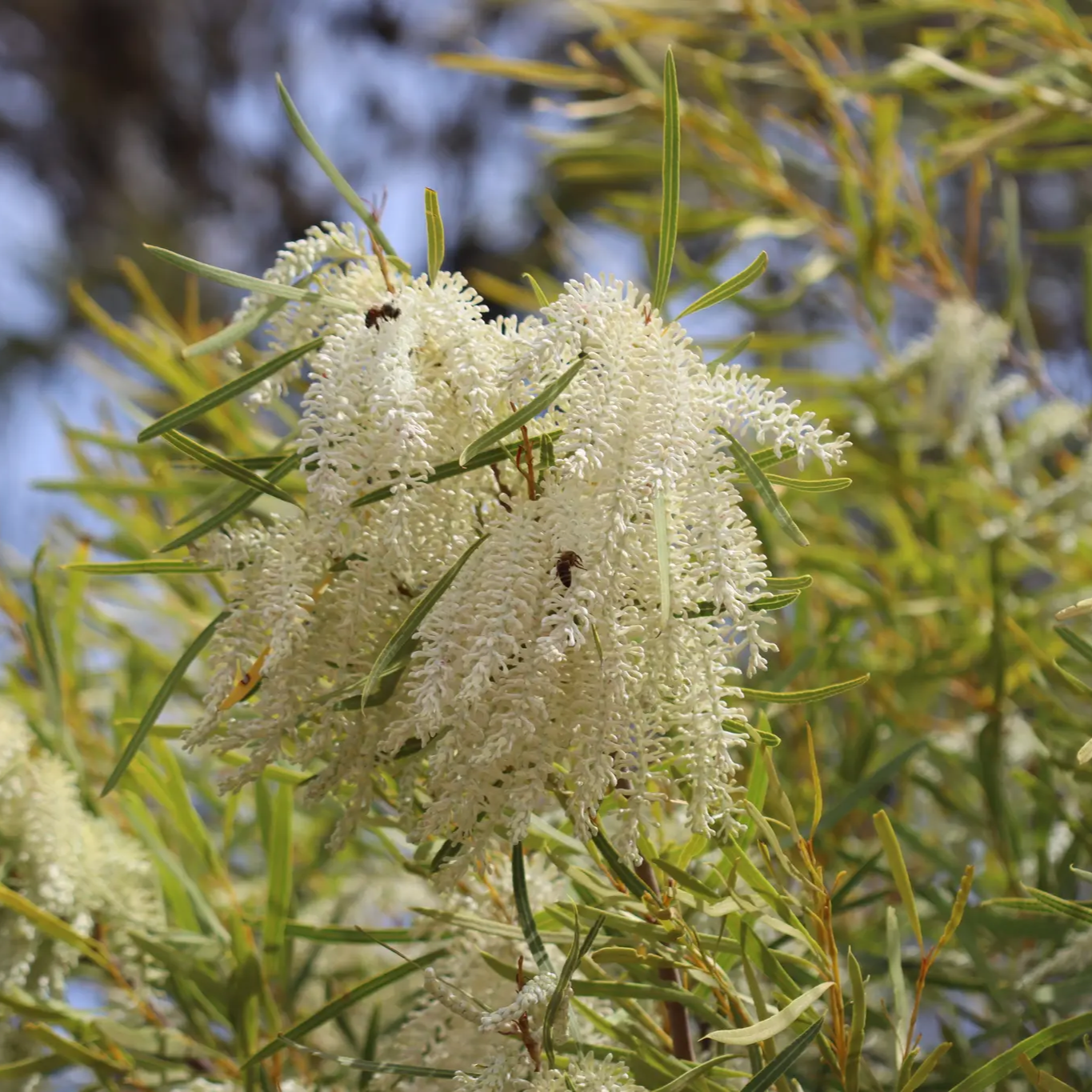 Xylomelum occidentale (Sandplain Woody Pear) Pikirangi Online Garden Centre