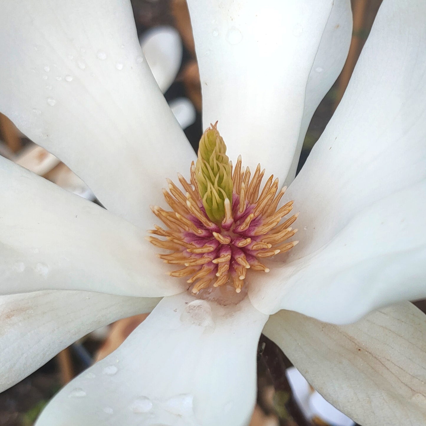 Magnolia denudata (Lily Tree)