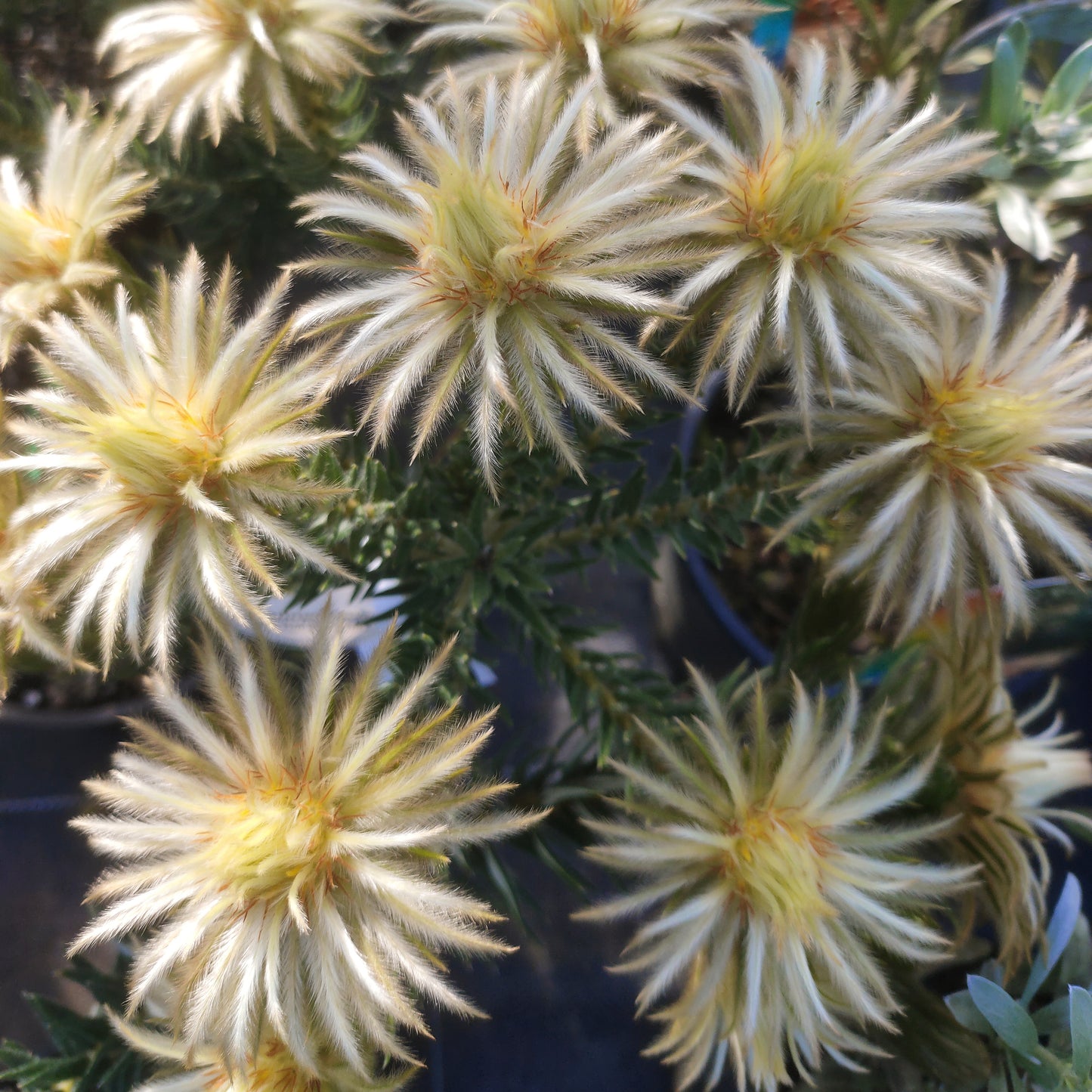 Phylica pubescens (Featherhead)