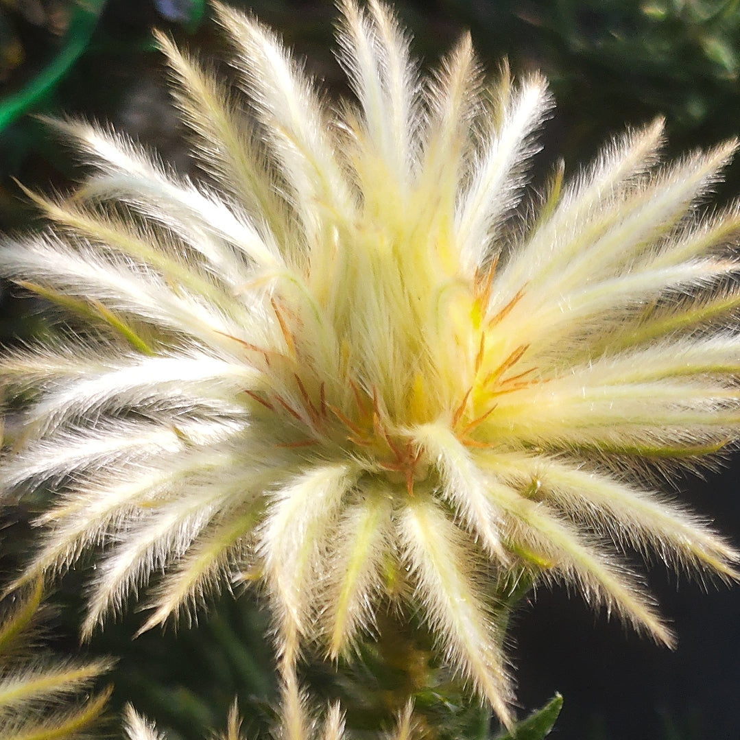 Phylica pubescens (Featherhead) S003