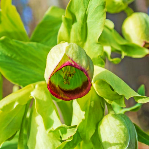 Helleborus foetidus 'Sopron' (Stinking Hellebore)