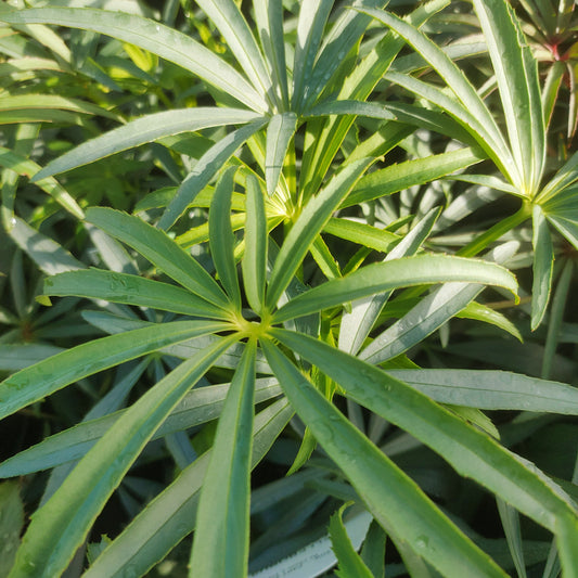 Helleborus foetidus 'Sopron' (Stinking Hellebore)
