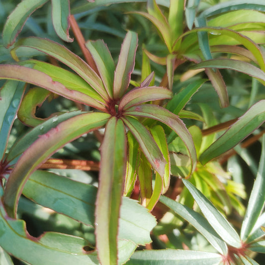 Helleborus foetidus 'Wester Flisk' (Stinking Hellebore)