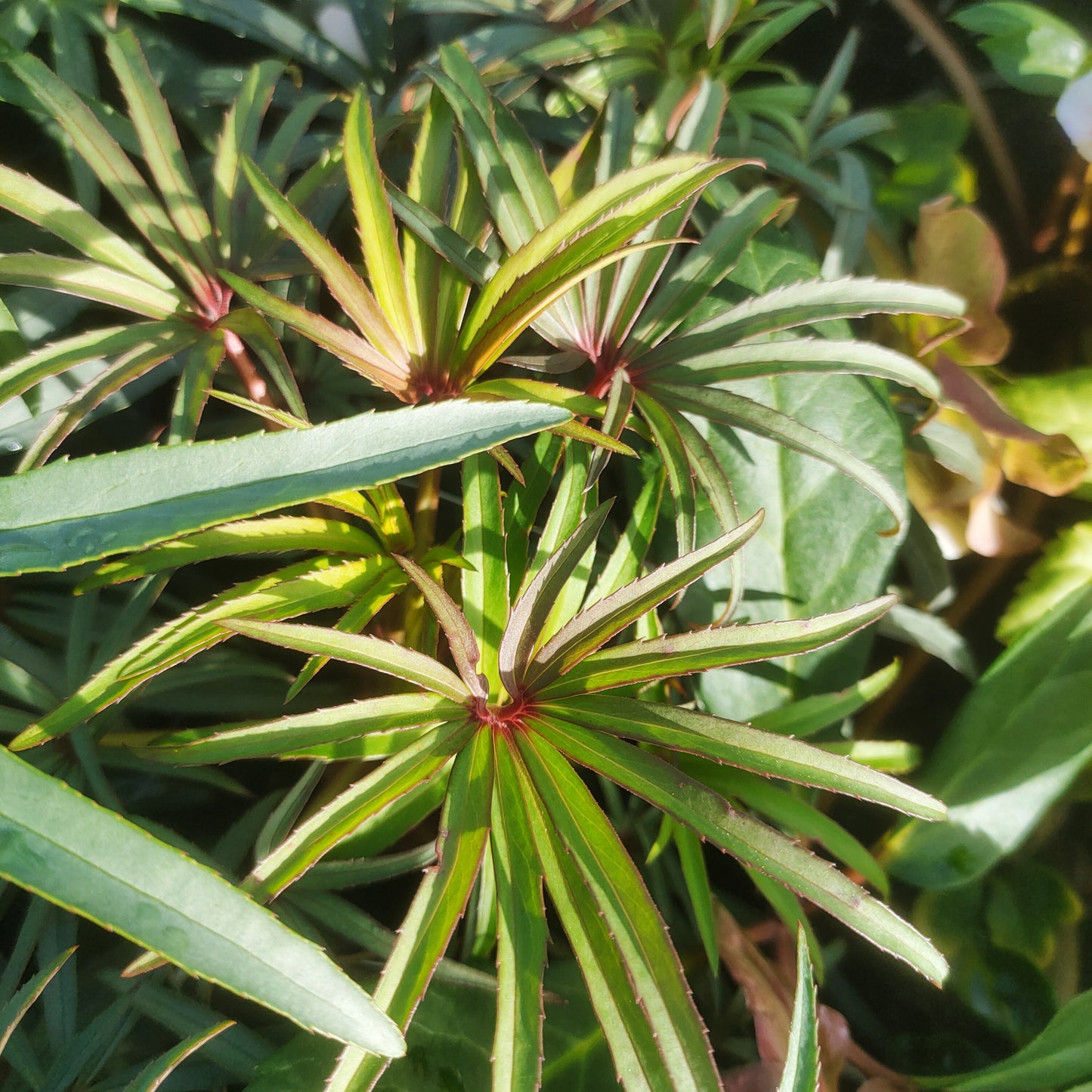 Helleborus foetidus 'Wester Flisk' (Stinking Hellebore)