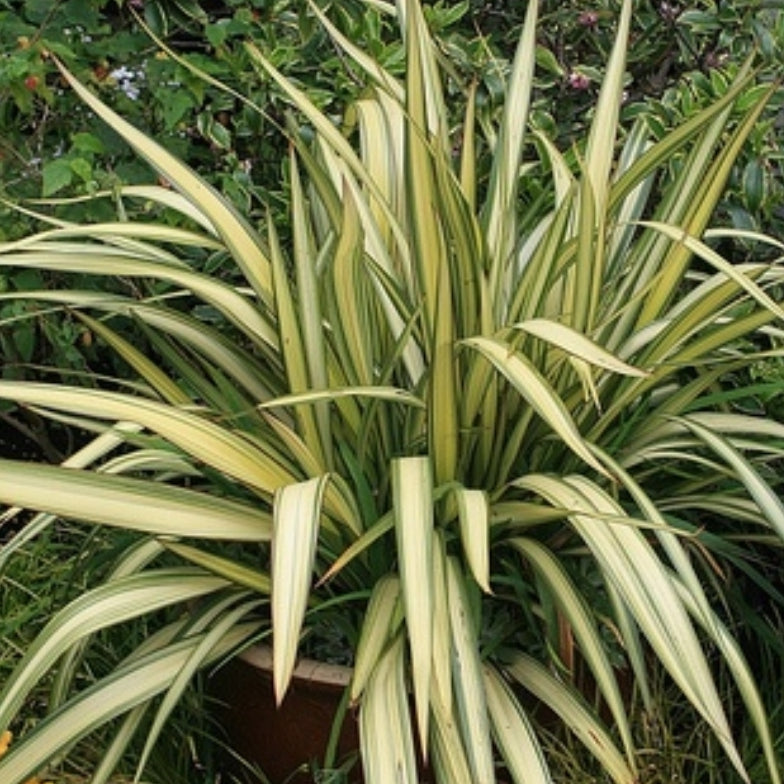 Phormium colensoi 'Cream Delight' (Wharariki, Flax) S019