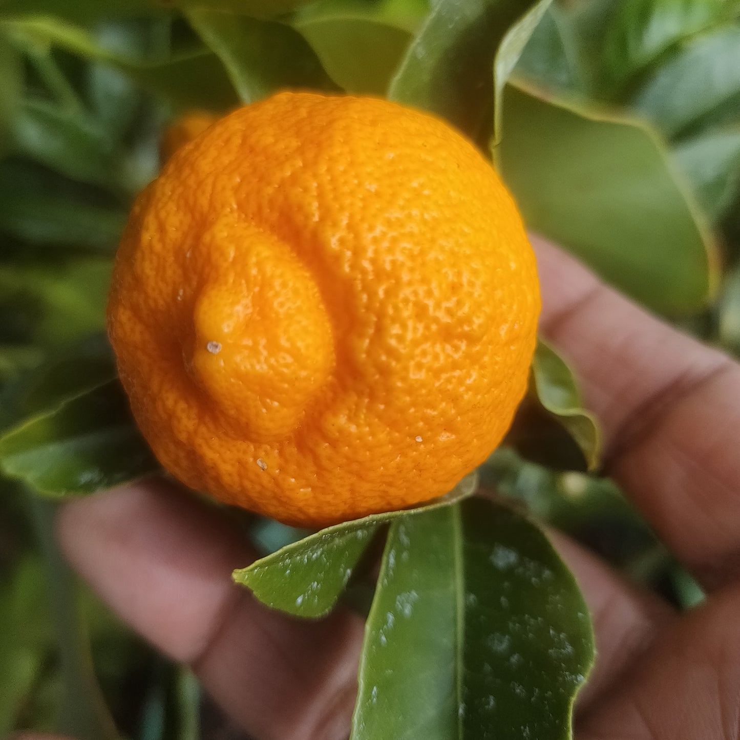 Citrus x limonia (Rangpur Lime)